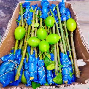 চায়না-৩ সীডলেস লেবু (১২ মাসি) - ২০ পিস